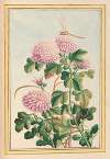 Plantes de Chine Pl.074