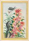 Plantes de Chine Pl.076