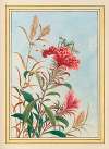 Plantes de Chine Pl.077