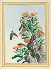 Plantes de Chine Pl.078