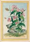 Plantes de Chine Pl.079