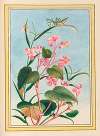 Plantes de Chine Pl.080