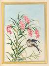 Plantes de Chine Pl.081