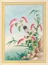 Plantes de Chine Pl.082