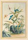 Plantes de Chine Pl.083