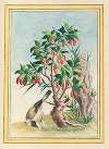 Plantes de Chine Pl.087