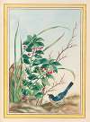 Plantes de Chine Pl.088