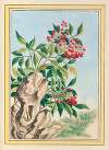 Plantes de Chine Pl.089