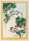 Plantes de Chine Pl.091