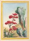 Plantes de Chine Pl.092