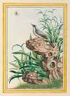 Plantes de Chine Pl.095