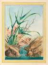 Plantes de Chine Pl.096