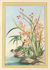 Plantes de Chine Pl.097