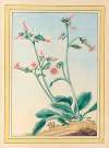 Plantes de Chine Pl.100