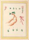 Plantes de Chine Pl.101