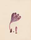 Colchicum – autumnal crocus; England