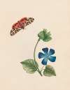 Cream-spot tyger moth, & Vinca major – Periwinkle; England