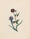 Geranium phaeum, & Iccia; England & Africa