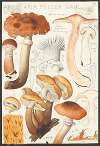 Armillaria mellea Wahl.