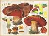 Boletus miniatoporus Secr.