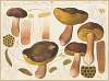 Boletus ustulatus Paulet 2