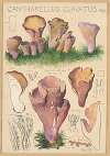 Cantharellus clavatus Pers.