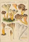 Cantharellus lutescens