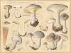 Clitocybe nebularis Batsch.