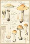 Lepiota guttata pers.