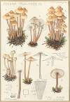 Mycena prolifera