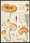 Russula foetens Pers.