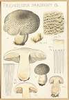 Tricholoma pardinum Q