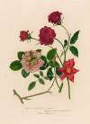 1. Rosa bengalensis fl. simplici [and] 2. Rosa bengalensis plenissimo subcontracto atro purpureo [and] 3. Rosa bengalensis Thea Bizzarria