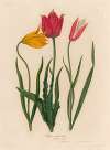 1. Tulipa sylvestris [and] 2. Tulipa Oculus solis [and] 3. Tulipa Oculus Clusiana