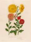 1.Chrysanthemum indicum luteo-ochraceum [and] 2. Chrysanthemum indicum luteo granatinum [and] 3. Chrysanthemum indicum flavum-aureum