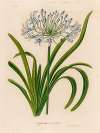 Agapanthus umbellatus