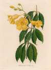 Allamanda Cathartica