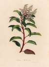 Arbutus Andrachne