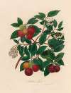 Arbutus unedo