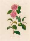 Camellia coronata