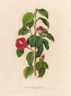 Camellia japonica