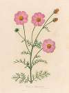 Cosmos bipinnatus