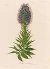 Echium candicans