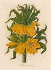 Fritillaria imperialis