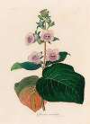 Gloxinia maculata