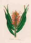 Hedychium aurantiacum