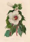 Hibiscus Aquaticus