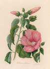 Hibiscus Roseus