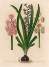 Hyacinthus Orientalis flore simplici et pleno