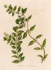 Jasminum auriculatum